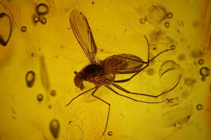 Large, Detailed Fossil Fly (Diptera) in Baltic Amber #145467